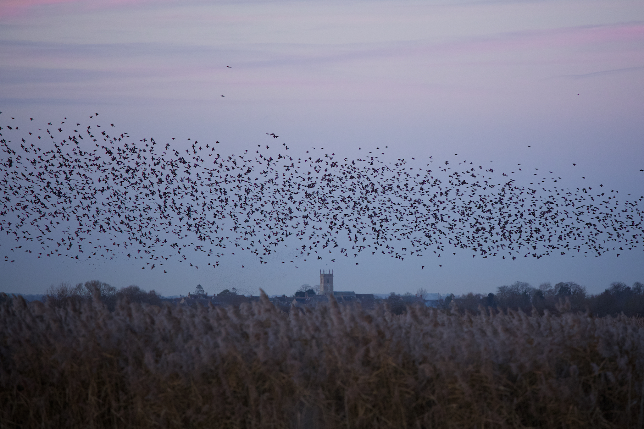 Starlings and the value of public land