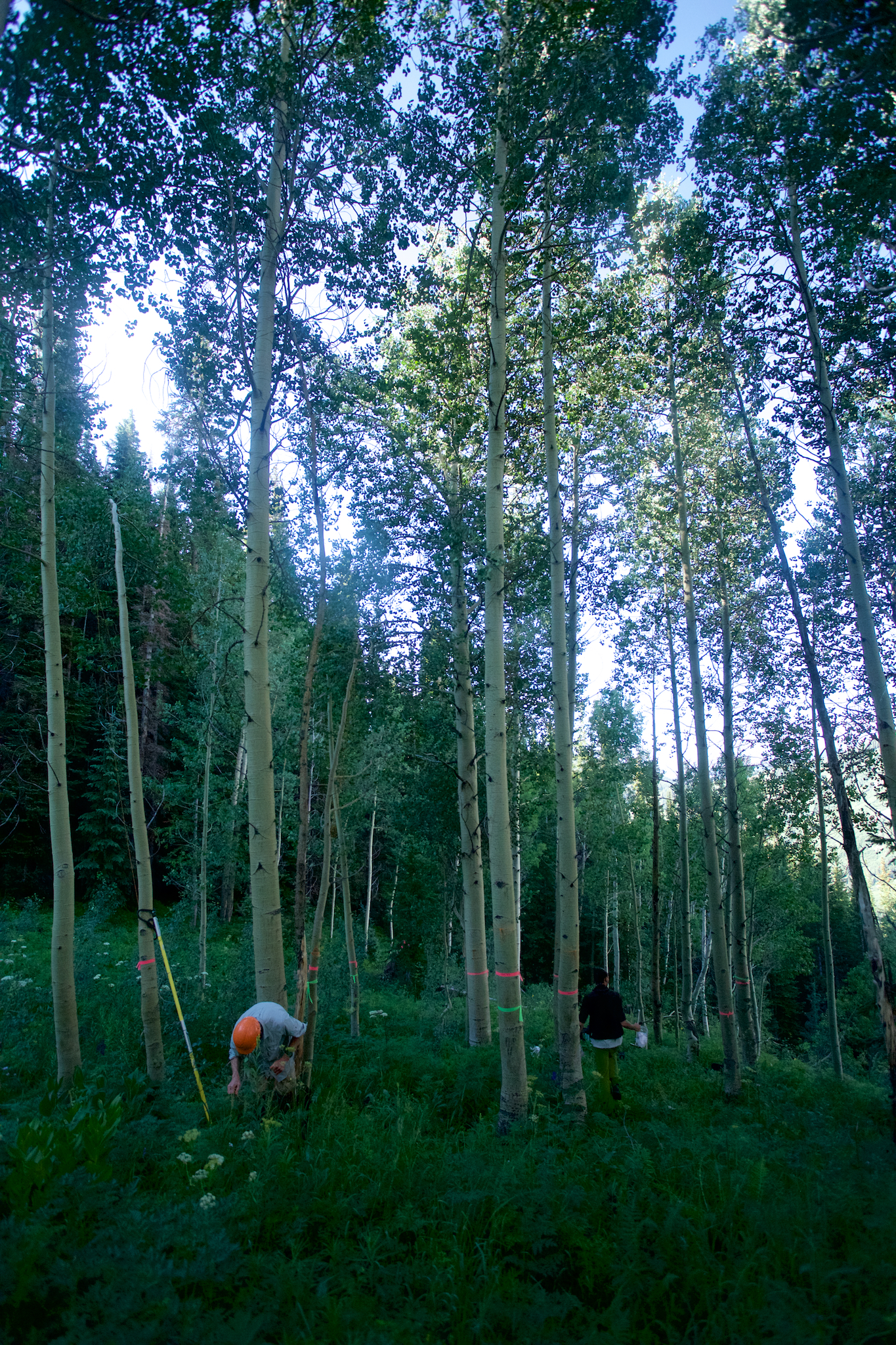 New paper: Why are triploid aspen common?