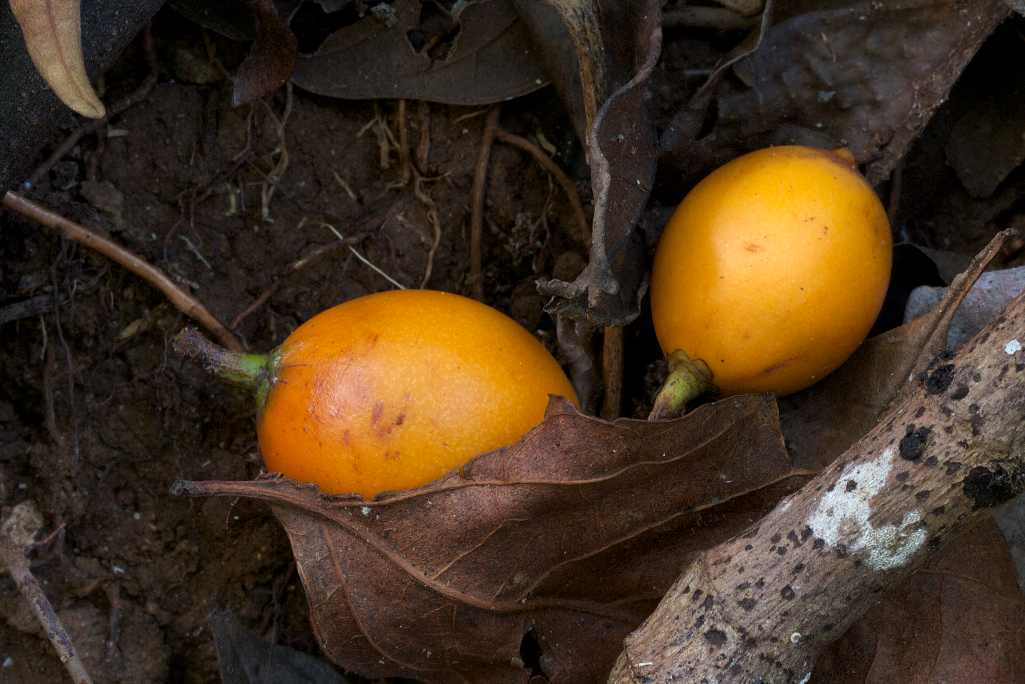 New paper in PNAS: Human diets drive range expansion of megafauna-dispersed fruit species