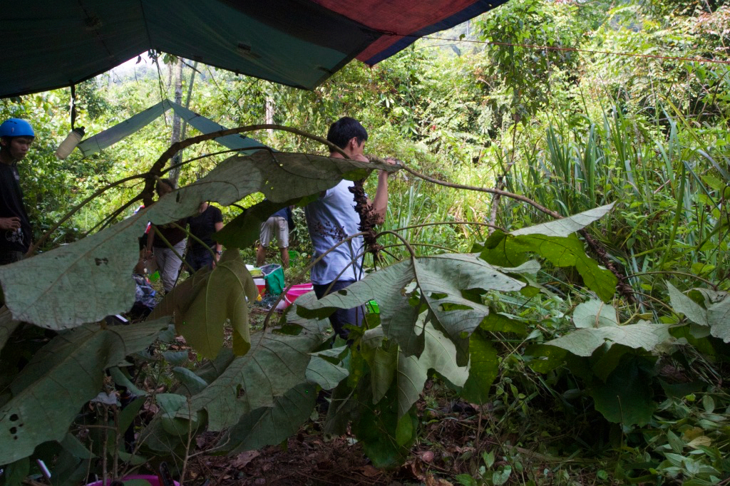 New data paper: Leaf venation networks of Bornean trees