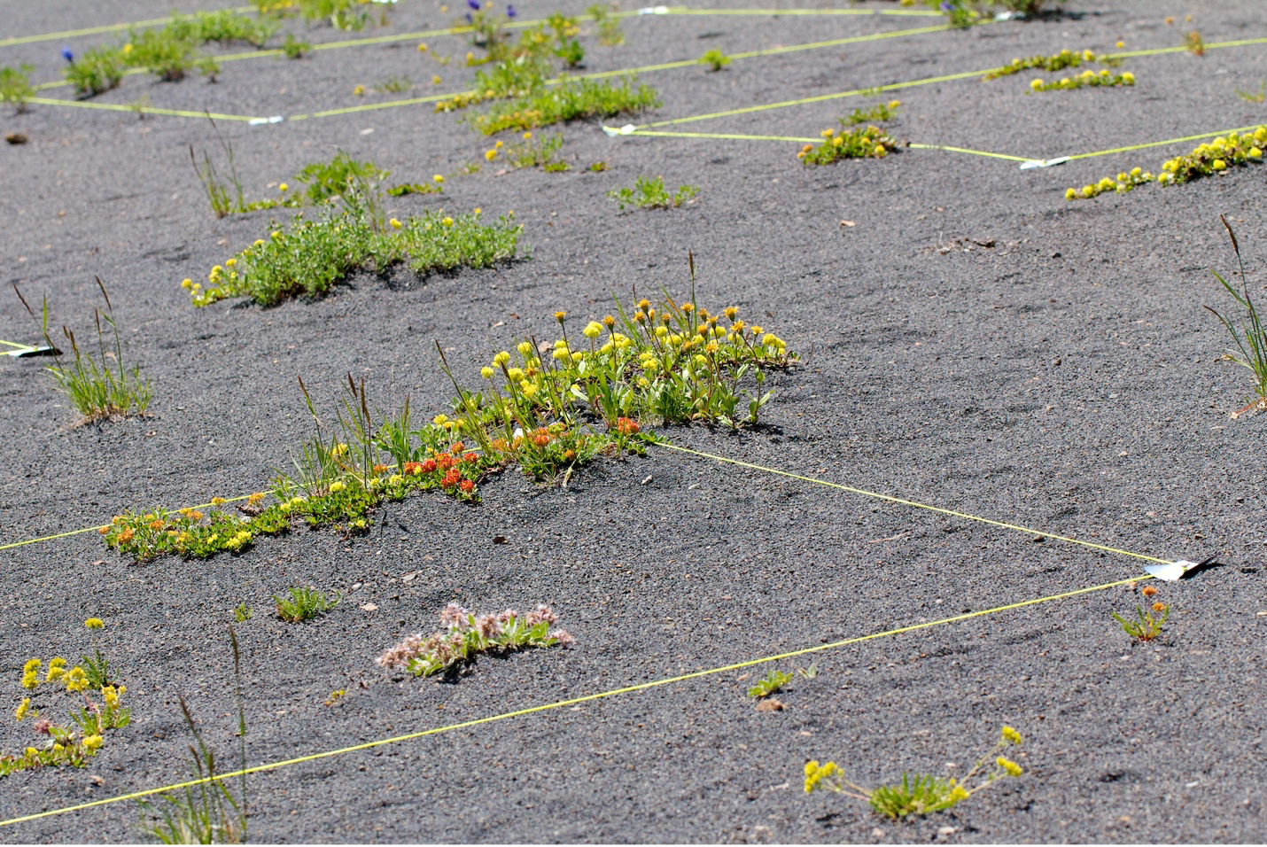 New paper: Shifting macroecological patterns and static theory failure in a stressed alpine plant community