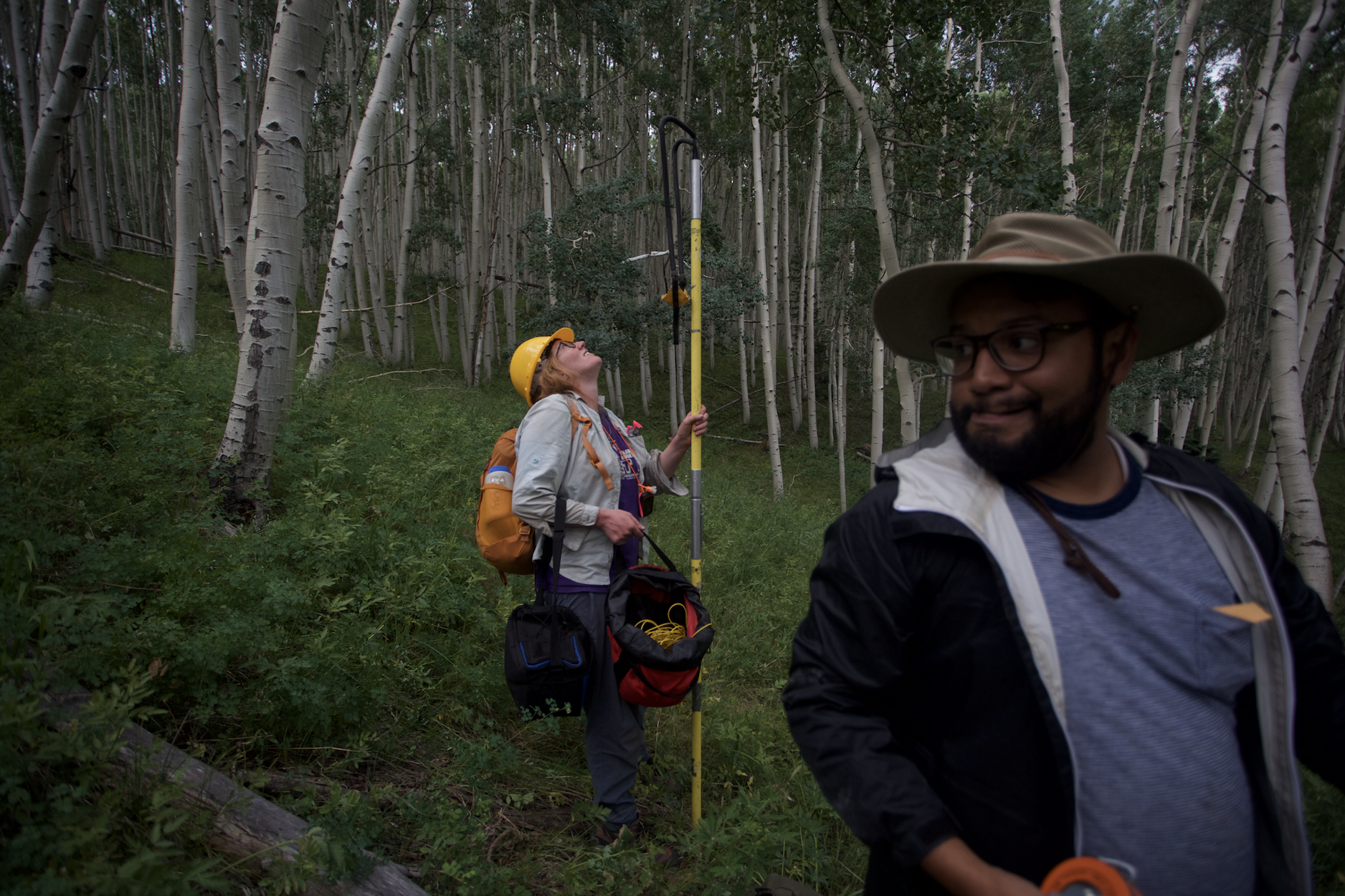 New paper: Cytotype and genotype predict mortality and recruitment in Colorado quaking aspen (Populus tremuloides)