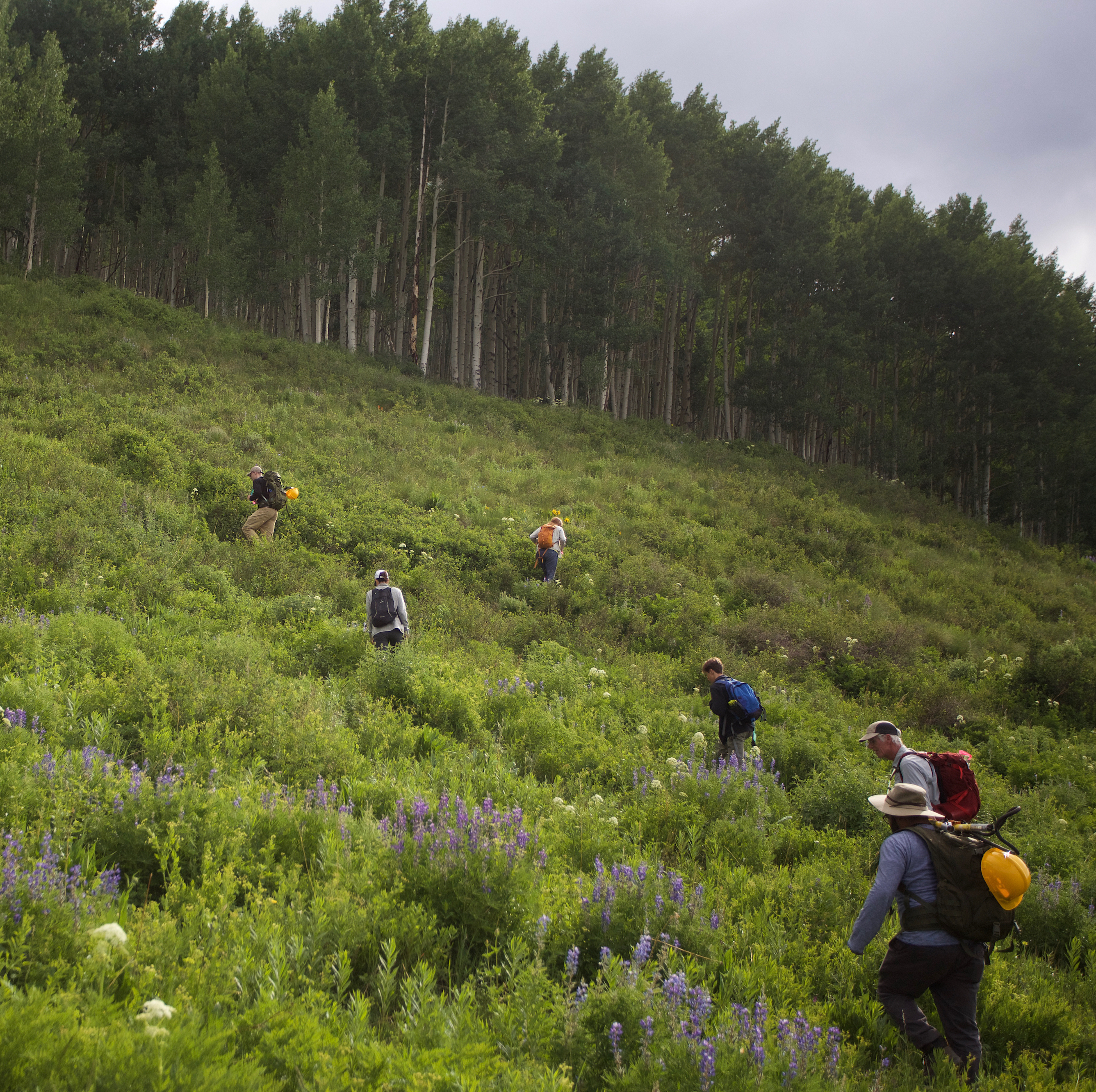 A group of researchers walks into the forest while carrying equipment.