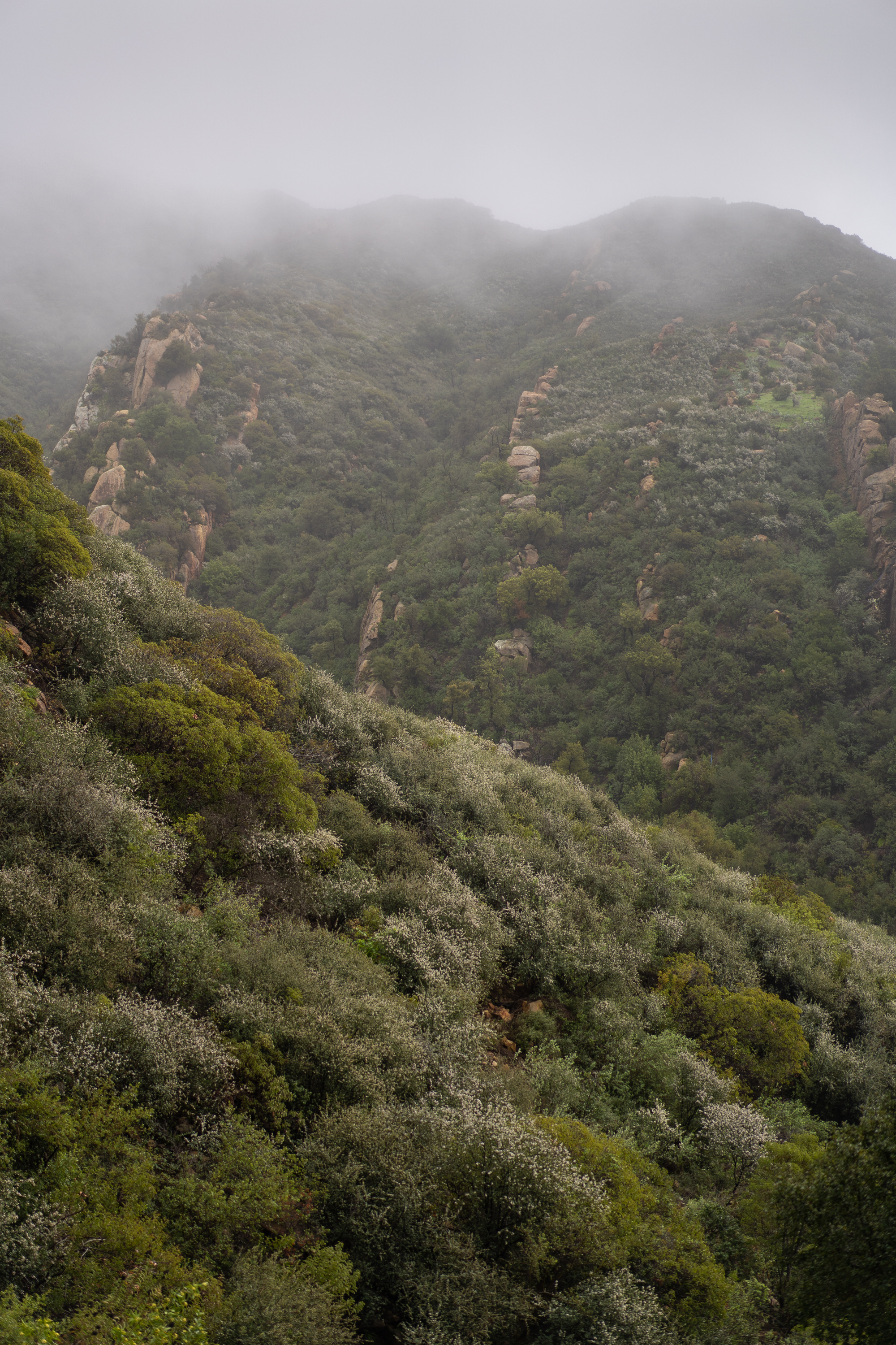 Chaparral vegetation on a steep mountainside in the fog.