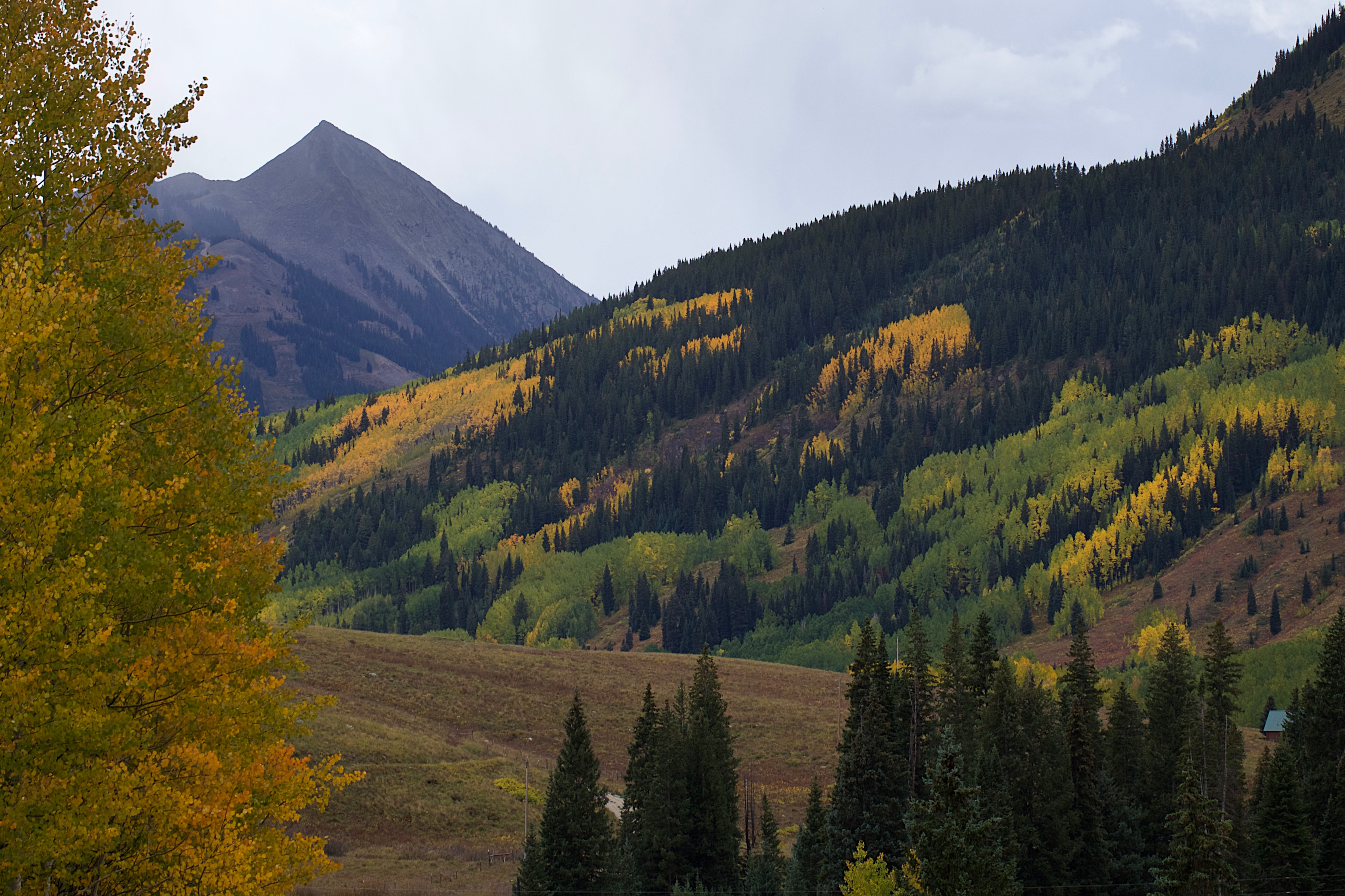 A hillside covered in aspen trees. It is autumn; the trees are differing colors of yellow and green.