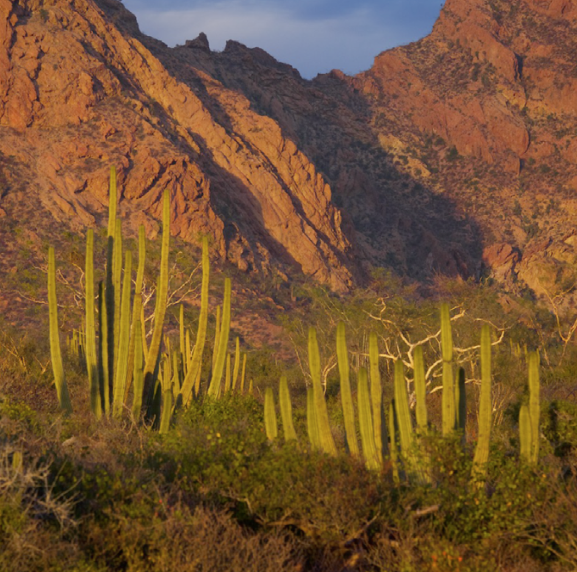 Several columnar cacti growing in a desert region with mountains in the background. Late afternoon light on the mountains.