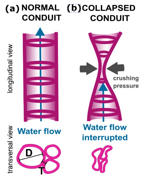 New paper by postdoc Ilaine Matos: Negative allometry of leaf xylem conduit diameter and double-wall thickness: implications for collapse safety