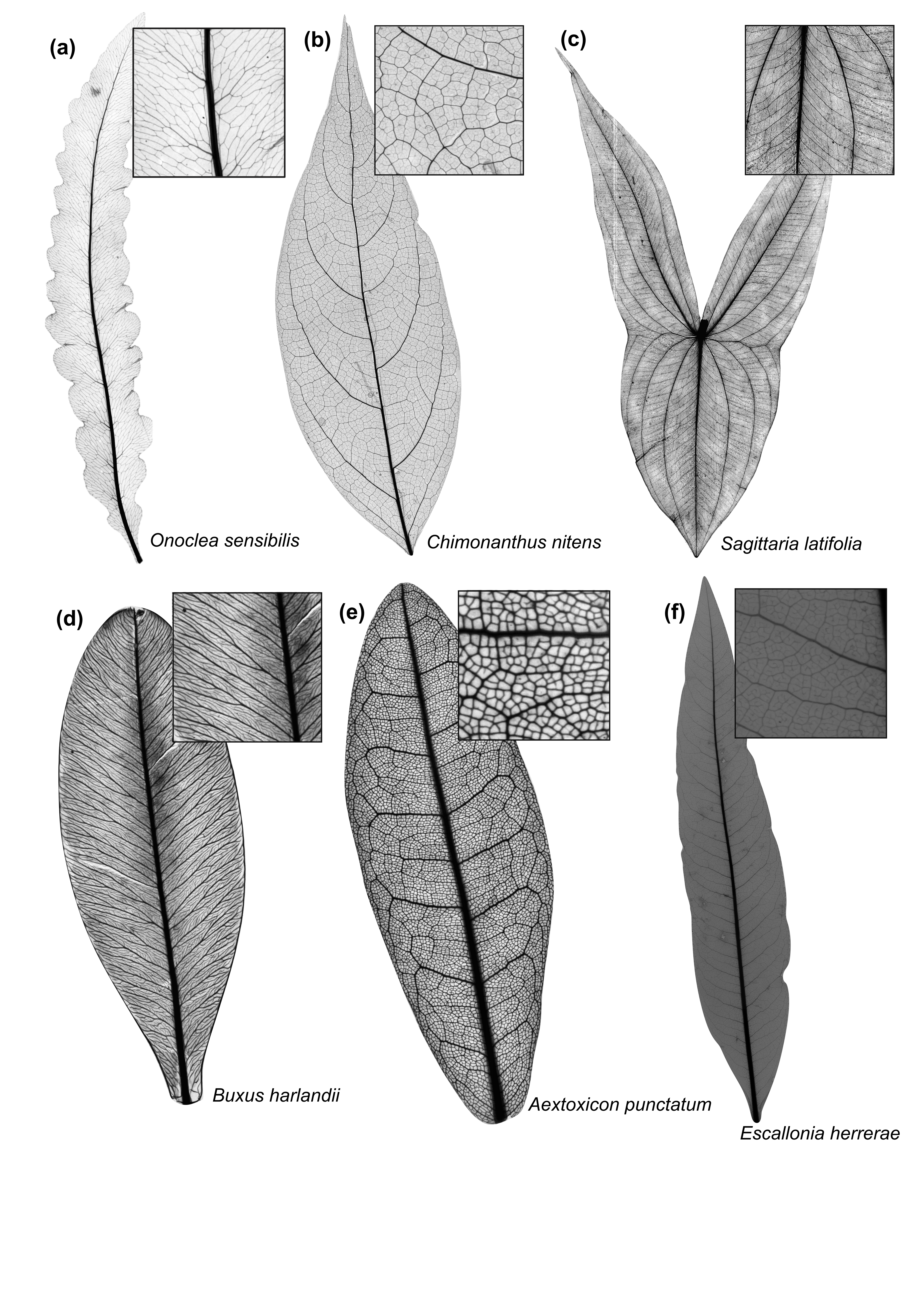 New paper: Leaf venation network architecture coordinates functional trade-offs across vein spatial scales: evidence for multiple alternative designs