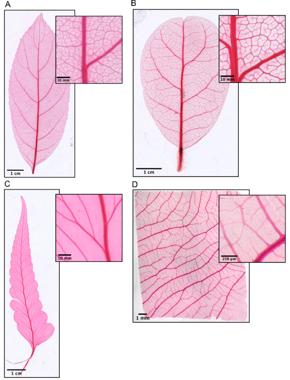 New paper: A comprehensive illustrated protocol for clearing, mounting, and imaging leaf venation networks